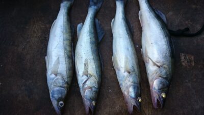 Pike perch ×4 — Kuršių