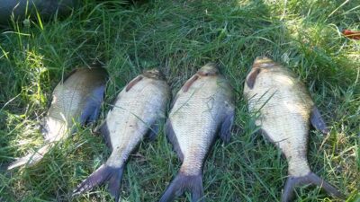 Carp bream — Luka