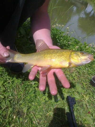 Tench ×5