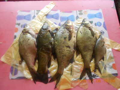 Carp bream ×3 — Rubikių