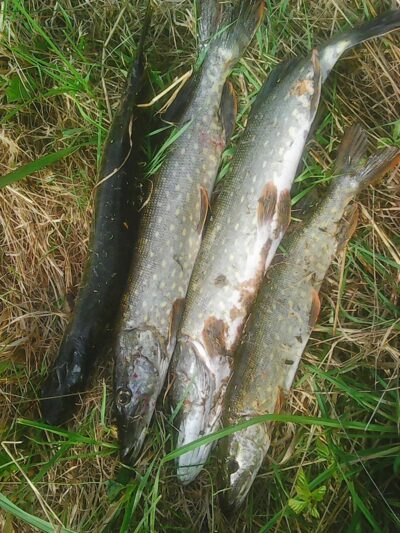 Northern Pike ×4 — Neman River