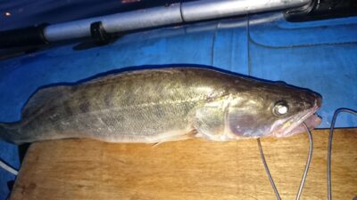 Pike perch, 1.4 kg — Kuršių