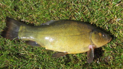 Tench, 0.7 kg