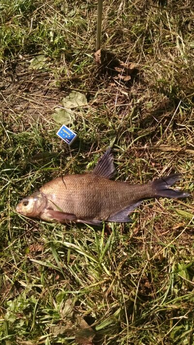 Carp bream, 1.2 kg — Šveicarijos