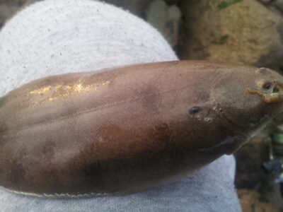 , 0.2 kg — River Thames
