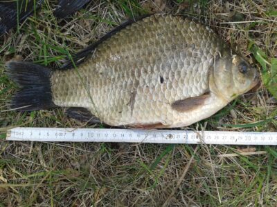 Prussian carp, 0.9 kg — Pravalas