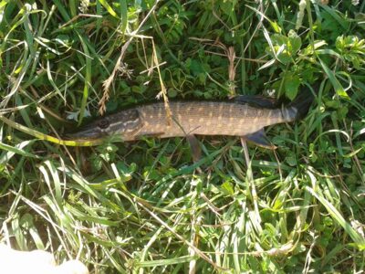 Northern Pike, 0.3 kg