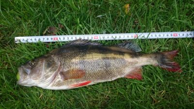 Eurasian perch, 1.0 kg — Laukžemių
