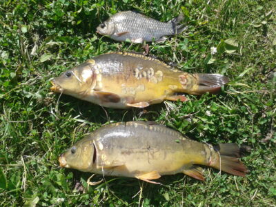 Carp, 1.2 kg — Arvydų