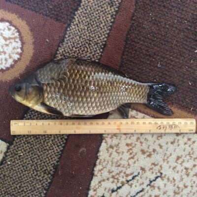Crucian carp