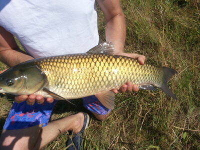 Grass carp, 4.0 kg
