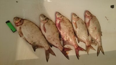 Carp bream, 8.0 kg — Kuršių