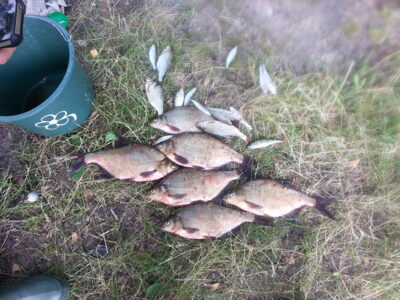 Carp bream ×6 — Baltieji Lakajai