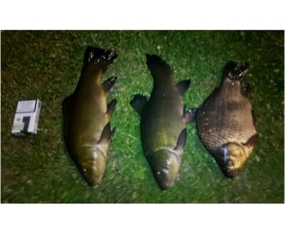 Tench, 1.1 kg — Paežerių