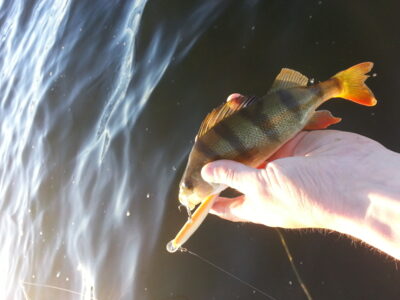 Eurasian perch ×3