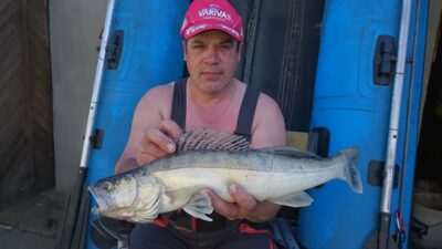 Pike perch, 2.4 kg — Kuršių