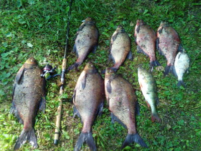Carp bream ×7 — Čičirys