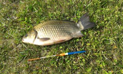 Crucian carp, 0.7 kg
