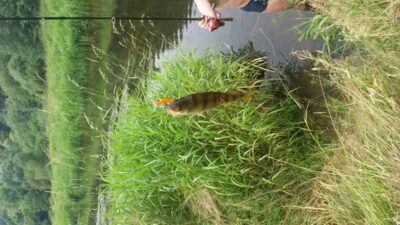 Eurasian perch — Dubysa