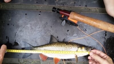 chub — Abava