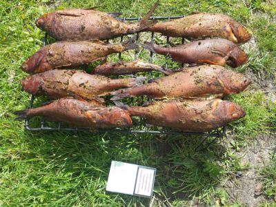 Eurasian perch ×7