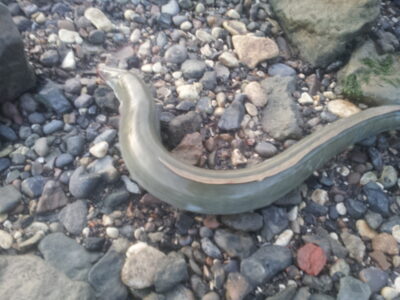 European eel — River Thames