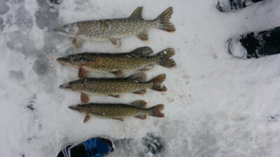 Northern Pike ×4 — Eišiškių HE
