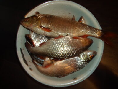 Roach — Dringis