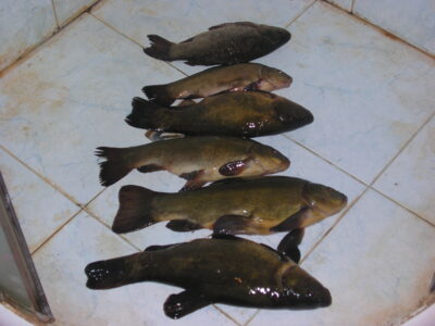 Tench ×5 — Klykolių