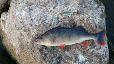 Eurasian perch — Neman River