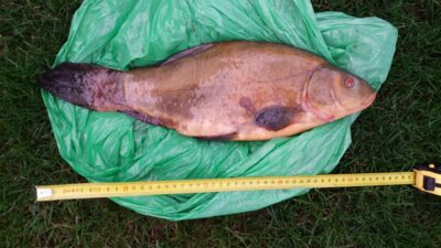 Tench, 1.9 kg — Asveja