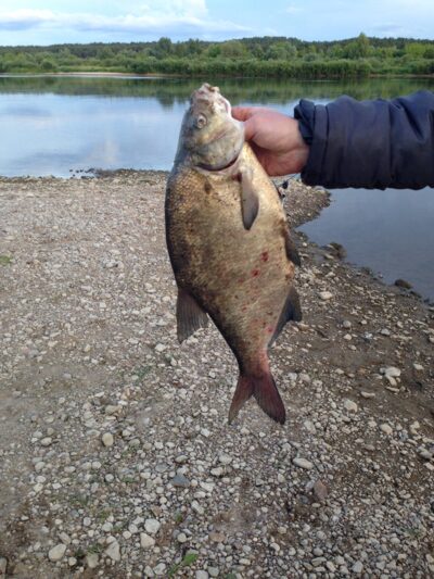 Carp bream, 1.9 kg