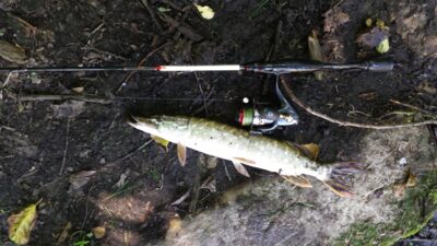 Northern Pike, 0.9 kg