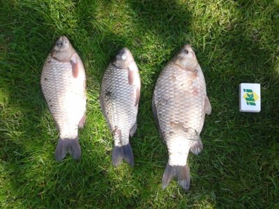 Prussian carp ×3