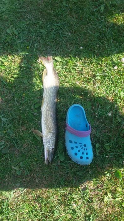 Northern Pike, 0.8 kg