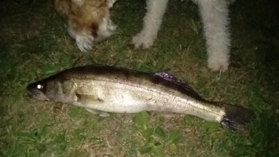 Pike perch — Sablauskių
