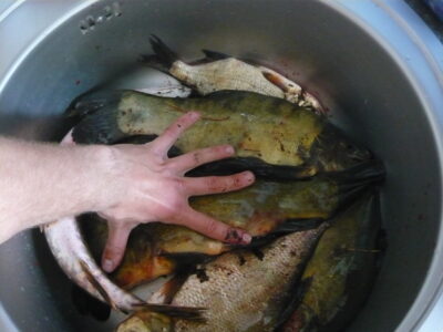 Tench, 1.3 kg — Aukštadvario HE