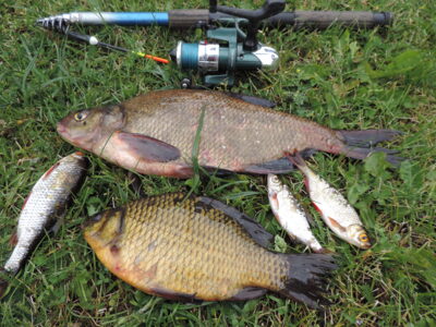Carp bream, 0.9 kg — Dargaičių