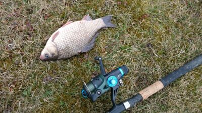 Crucian carp, 0.5 kg
