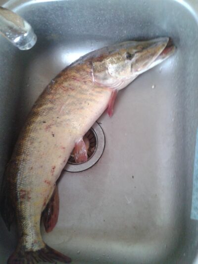 Northern Pike, 2.5 kg — Smeltalė