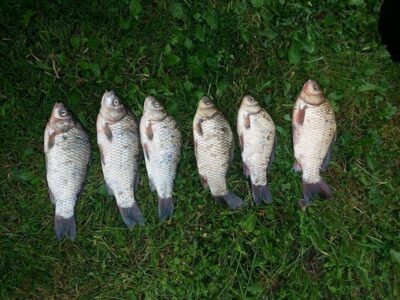 Prussian carp ×3 — Kaunas reservoir