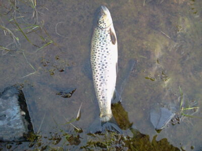 Brown Trout, 1.1 kg — Ishusvannet
