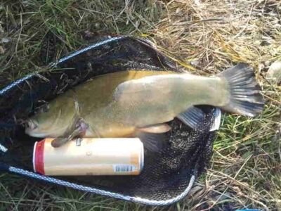 Tench, 1.9 kg — Beržinis