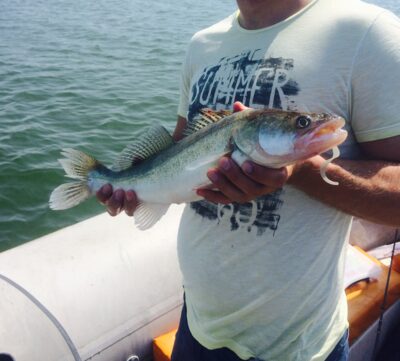 Pike perch ×8 — Kuršių