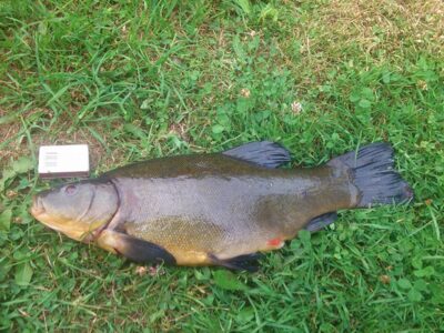 Tench, 2.1 kg