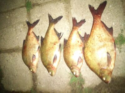 Carp bream ×4 — Neman River