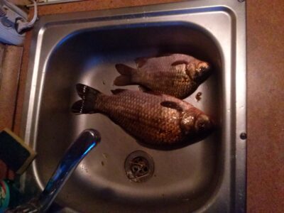 Crucian carp, 0.9 kg — Dvariukų