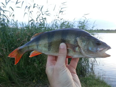 Eurasian perch