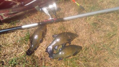 Tench, 0.5 kg — Raudondvario