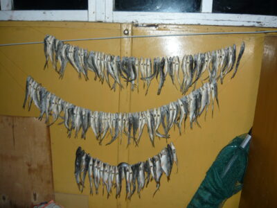Roach, 0.0 kg — Buivydiškių